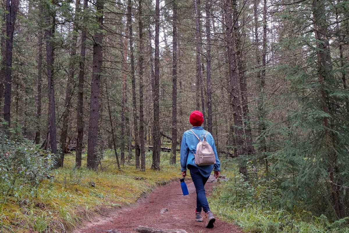 Walker in a blue jacket on a dirt road between trees
