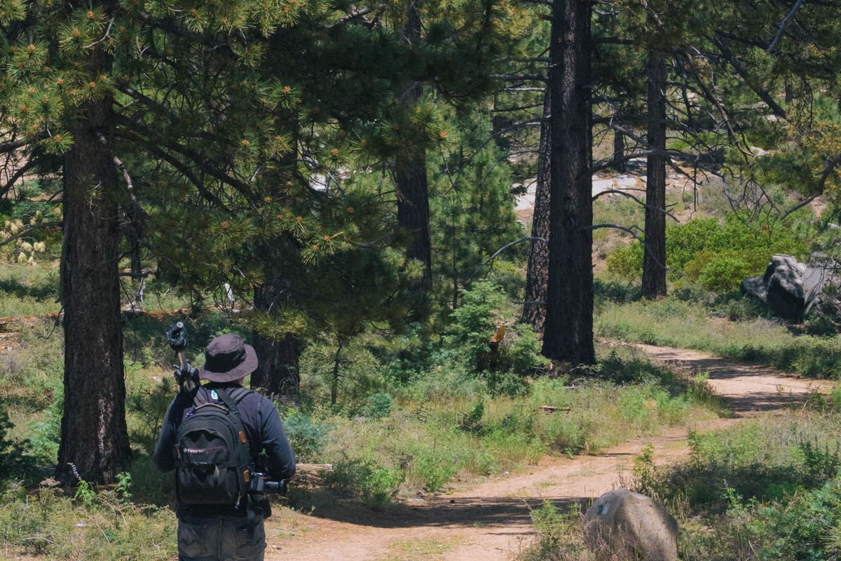 Back view of a hiker with a backpack walking a forest trail